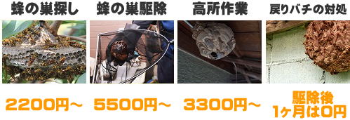 つくばみらい蜂の巣駆除サービス